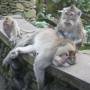 Indonésie - Monkey Forest à Ubud