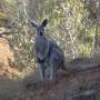 Australie - Une île bien nommée