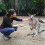 Australie - Amelie aussi aime bien les wallabies