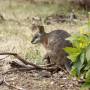 Australie - Une île bien nommée