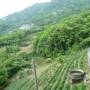 Taiwan - Meokong (Tea Plantations)