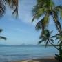 Martinique - les cocotiers....