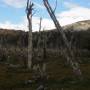 Argentine - Parc de la Tierra del Fuego