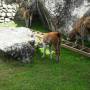 Pérou - Les lamas du Machu Pichu