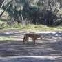 Australie - Dingo !