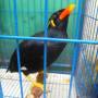 Indonésie - Oiseau de Bornéo, voisin trés, trés bavard !!!