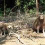 Bolivie - capibaras 