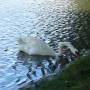 Canada - Cygne, Stratford