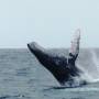 Équateur - Les baleines a 15m du bateau... inoubliables!!