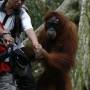 Indonésie - Bukit lawang