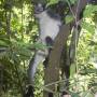 Indonésie - Bukit lawang