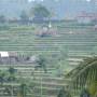 Indonésie - Rice terrace Tirta-ganga