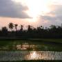 Indonésie - Coucher de soleil sur une rizière à Ubud