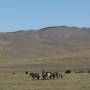 Mongolie - 