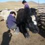 Mongolie - Traite de rien...