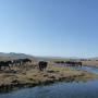 Mongolie - 