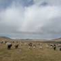 Mongolie - 