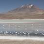 Bolivie - flamengos en otra laguna