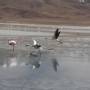 Bolivie - flamengos en otra laguna