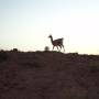 Argentine - Guanaco Vallée de la lune