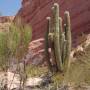 Argentine - Quebrada de Cafayate