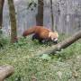 Inde - A Red Panda