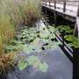 Les Everglades