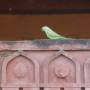 Inde - Fatehpur Sikri