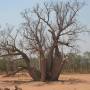 Australie - The biggest boab tree in EL Questro