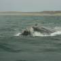 Argentine - Excurtion baleines 10