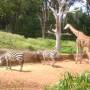 Australie - Zoo de Perth, le 7/10/2011.