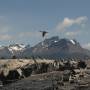 Argentine - Cormorans