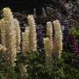 Argentine - Lupins