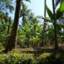 Inde - bananeraie au milieu des canaux