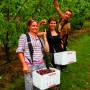 Australie - Cherry Picking - Lachlan