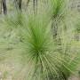 Australie - Grass tree à John Forrest N.P.