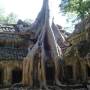 Cambodge - A Ta Phrom, les arbres envahissent les lieux
