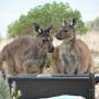 Australie - my pets in Kangaroo Island!