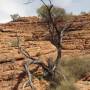 Australie - Kings Canyon