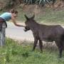 Bolivie - 