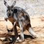 Australie - Kangourou au Desert Park