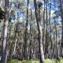 Nouvelle-Zélande - Forêt à Wai-o-tapu