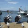 Australie - Pelicans