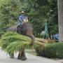 Thaïlande - elephant conservation center- Chiang Mai