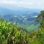 Malaisie - Paysage des Cameron Highlands