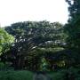 Vanuatu - Sur le chemin entre port Resolution et Hotspring