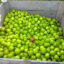 Nouvelle-Zélande - Picking apples