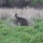 Photos phillip island