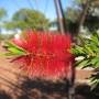 Photos, entre tennant creek et...