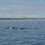 Canada - Baleine